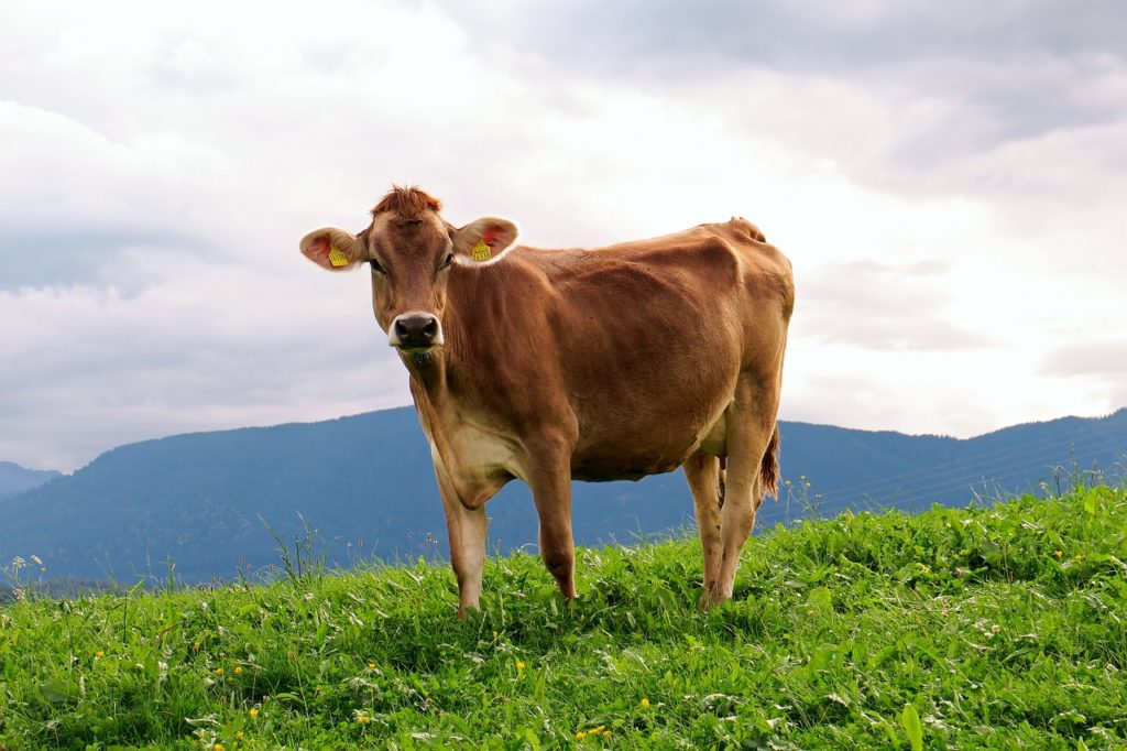 el cuento de la vaca