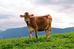 el cuento de la vaca